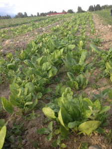 Spinat nærmer seg også høsting.